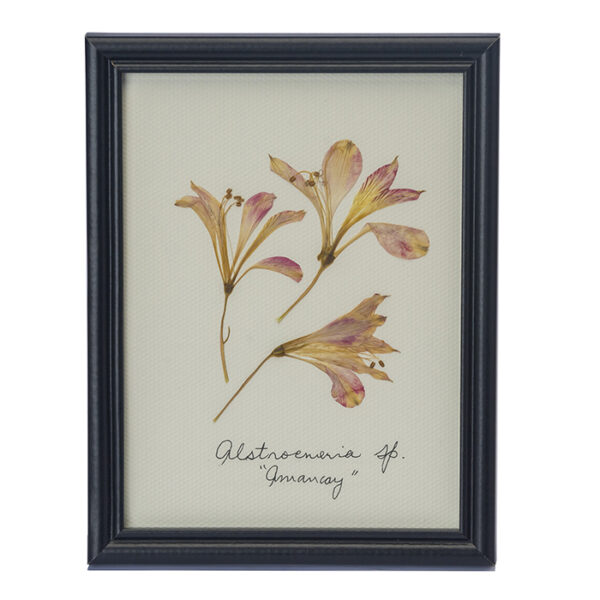 cuadro mediano amancay