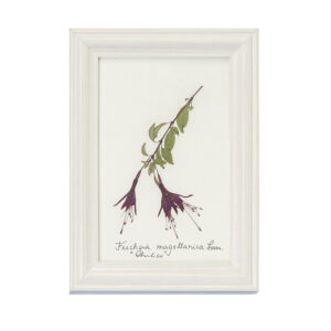 Cuadro flor Chilco pequeño