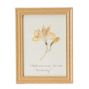 Cuadro flor Amancay mediano 2